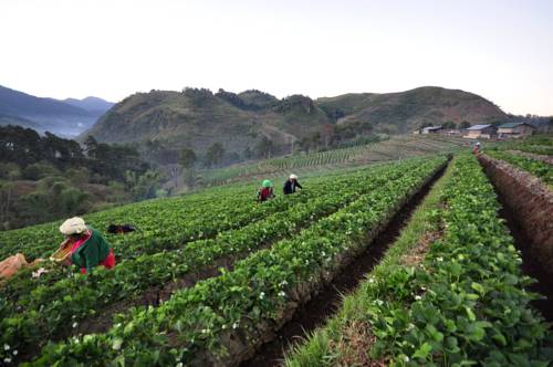 Doi Angkhang Thaïlande Code réduction Booking.com hôtels